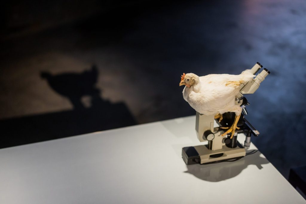 broiler taxitermy on a table