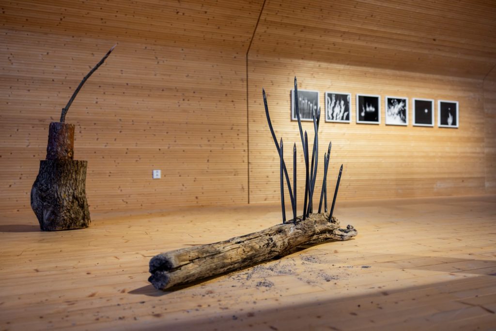 Etualalla puu ja piikkivestoksia ja takana valokuvia räjähteistä