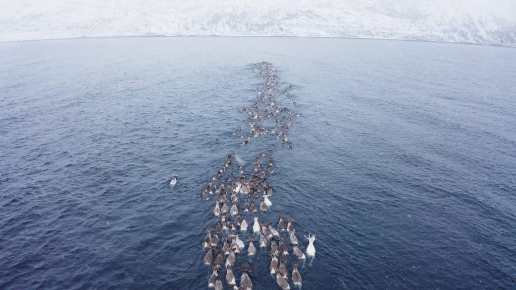 A reindeer herd swimming in the sea towards a land